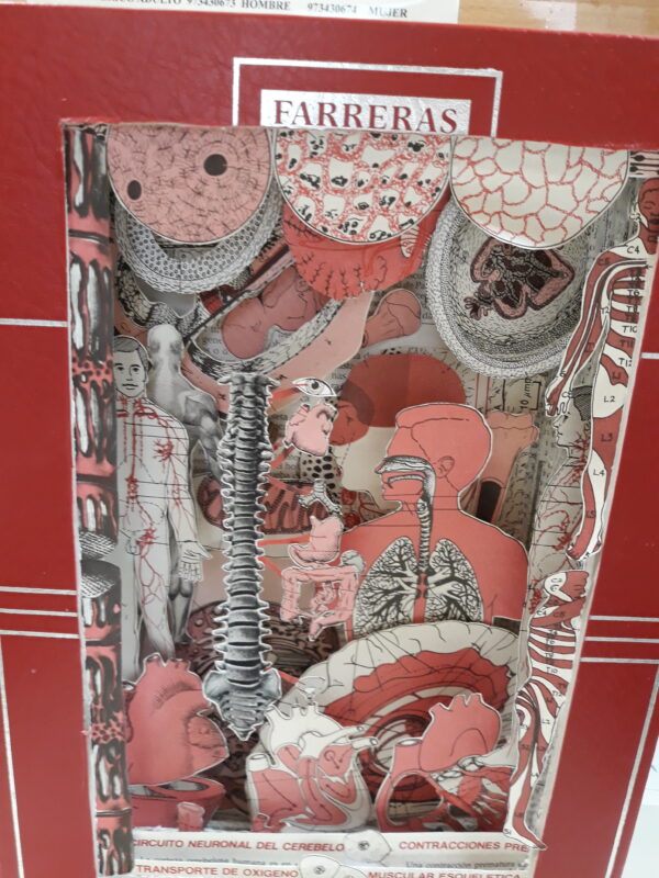 Cuerpo Humano - Imagen 3