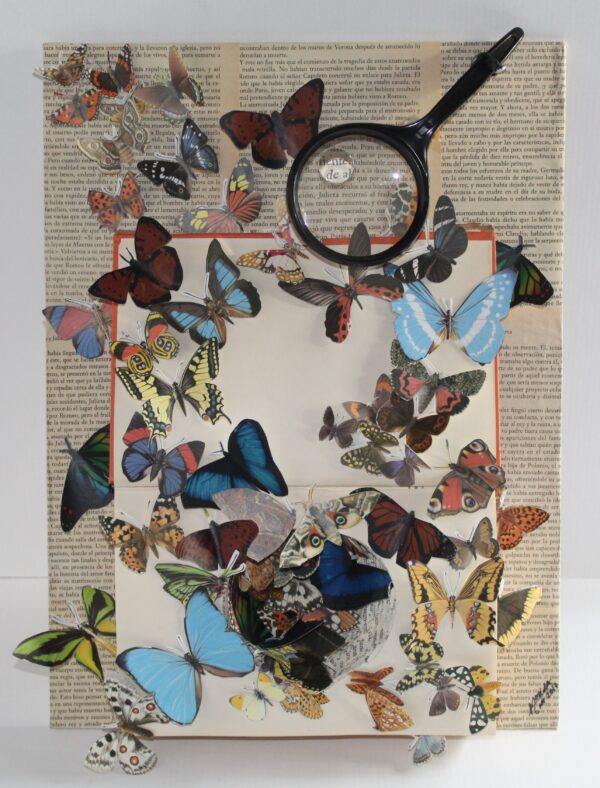 Mariposas (noviembre 2017)