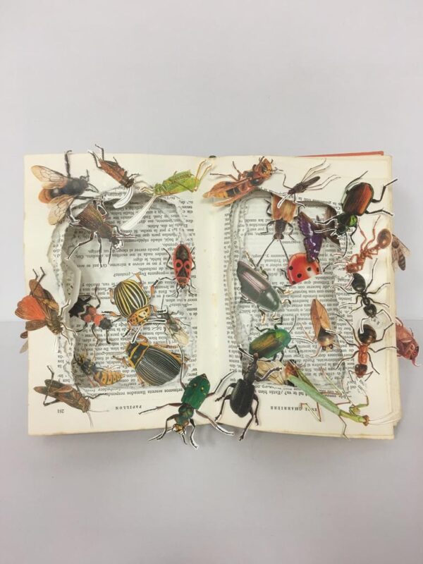 Insectos (septiembre 2017)
